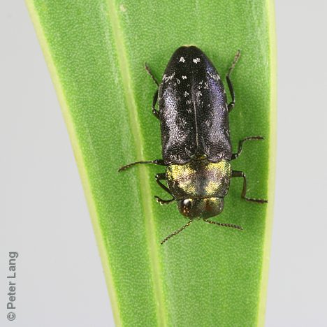 Diphucrania aenigma, PL1040, male, on Acacia pycnantha, NL, 6.1 × 2.6 mm